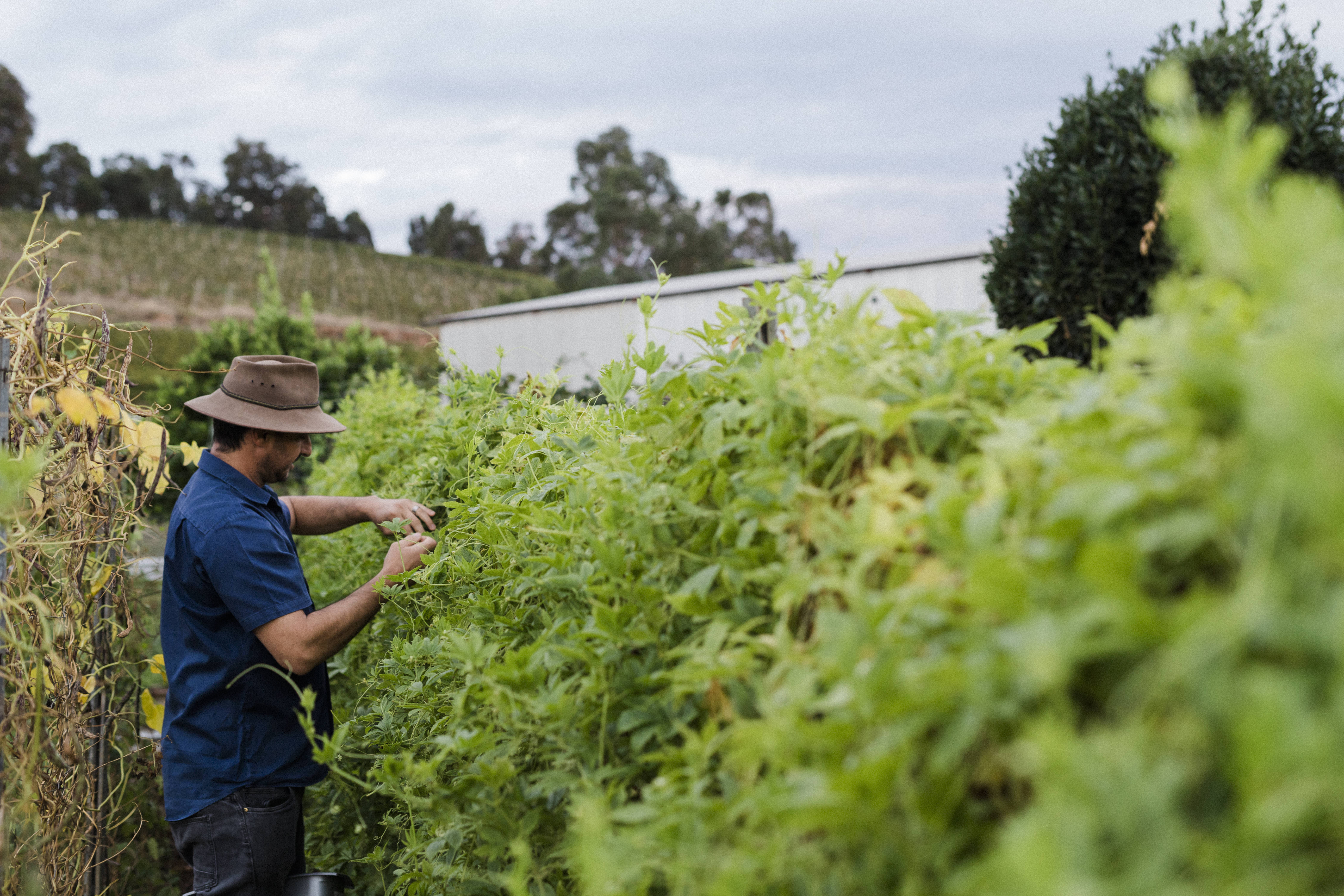 Man inspecting shrubs in garden 